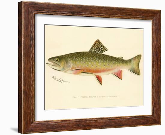 Male Brook Trout-null-Framed Giclee Print