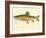Male Brook Trout-null-Framed Giclee Print