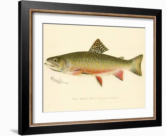 Male Brook Trout-null-Framed Giclee Print