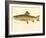 Male Brook Trout-null-Framed Giclee Print