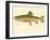 Male Brook Trout-null-Framed Giclee Print