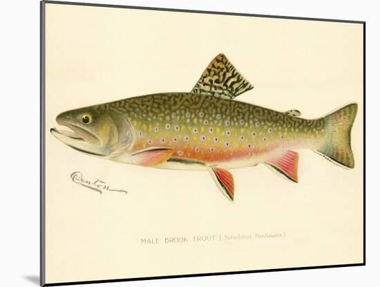 Male Brook Trout-null-Mounted Giclee Print