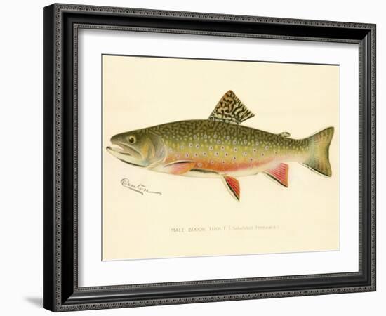 Male Brook Trout-null-Framed Giclee Print