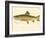 Male Brook Trout-null-Framed Giclee Print