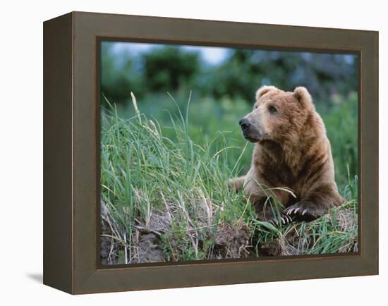 Male Brown Bear, Alaska Peninsula, Katmai National Park, Alaska, USA-Dee Ann Pederson-Framed Premier Image Canvas