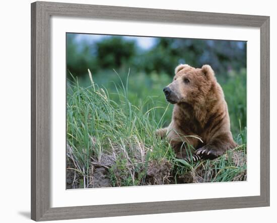 Male Brown Bear, Alaska Peninsula, Katmai National Park, Alaska, USA-Dee Ann Pederson-Framed Photographic Print