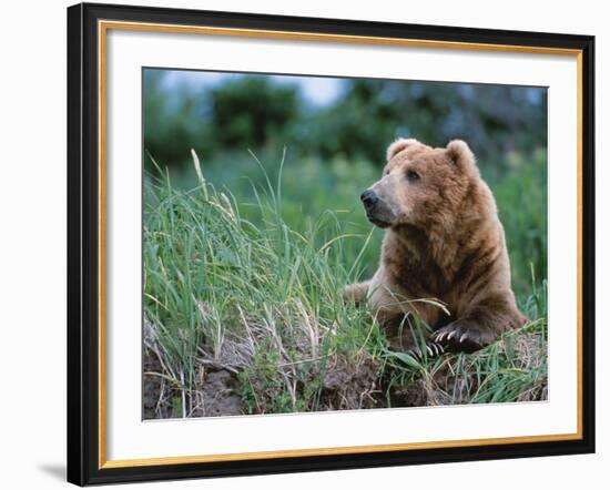 Male Brown Bear, Alaska Peninsula, Katmai National Park, Alaska, USA-Dee Ann Pederson-Framed Photographic Print