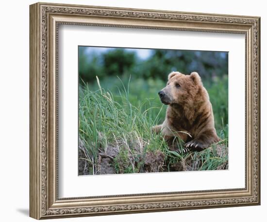 Male Brown Bear, Alaska Peninsula, Katmai National Park, Alaska, USA-Dee Ann Pederson-Framed Photographic Print