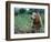 Male Brown Bear, Alaska Peninsula, Katmai National Park, Alaska, USA-Dee Ann Pederson-Framed Photographic Print