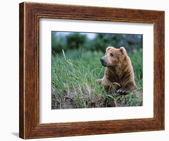 Male Brown Bear, Alaska Peninsula, Katmai National Park, Alaska, USA-Dee Ann Pederson-Framed Photographic Print