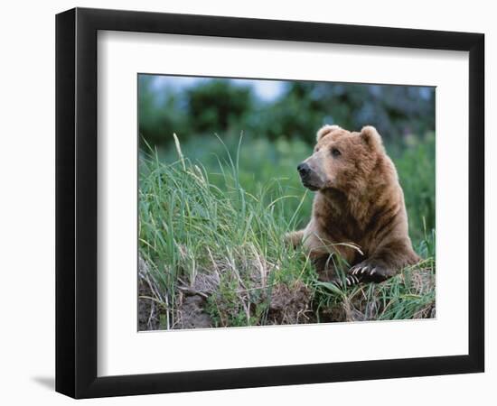 Male Brown Bear, Alaska Peninsula, Katmai National Park, Alaska, USA-Dee Ann Pederson-Framed Photographic Print