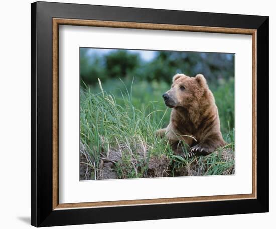 Male Brown Bear, Alaska Peninsula, Katmai National Park, Alaska, USA-Dee Ann Pederson-Framed Photographic Print