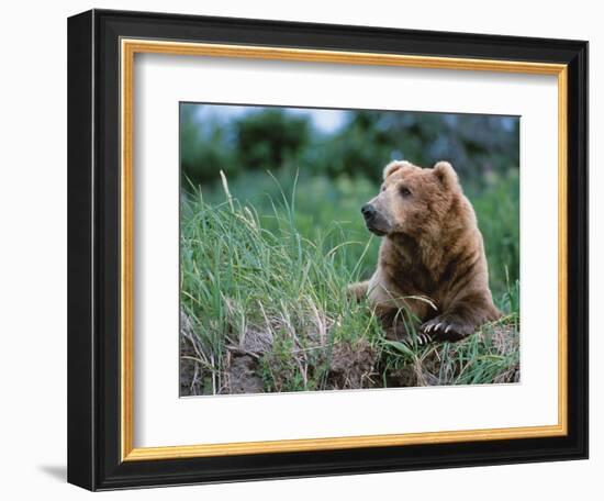 Male Brown Bear, Alaska Peninsula, Katmai National Park, Alaska, USA-Dee Ann Pederson-Framed Photographic Print