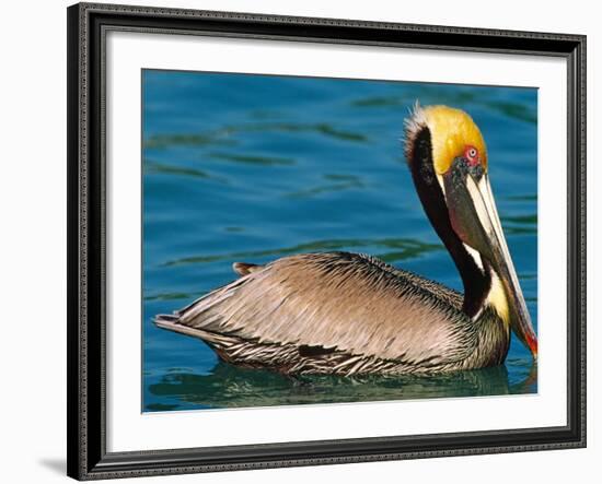 Male Brown Pelican in Breeding Plumage, Mexico-Charles Sleicher-Framed Photographic Print