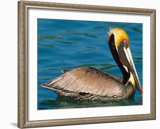 Male Brown Pelican in Breeding Plumage, Mexico-Charles Sleicher-Framed Photographic Print