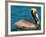 Male Brown Pelican in Breeding Plumage, Mexico-Charles Sleicher-Framed Photographic Print