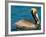 Male Brown Pelican in Breeding Plumage, Mexico-Charles Sleicher-Framed Photographic Print