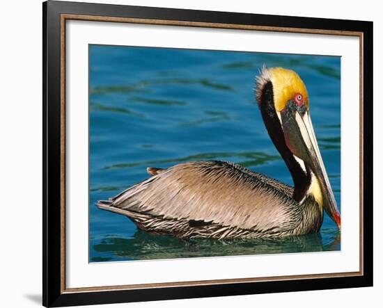 Male Brown Pelican in Breeding Plumage, Mexico-Charles Sleicher-Framed Photographic Print