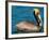 Male Brown Pelican in Breeding Plumage, Mexico-Charles Sleicher-Framed Photographic Print