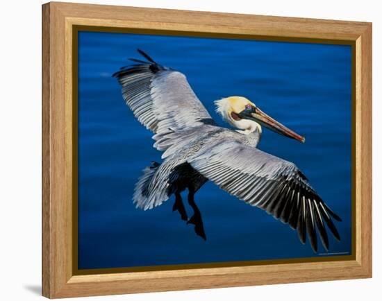 Male Brown Pelican in Breeding Plumage, Mexico-Charles Sleicher-Framed Premier Image Canvas