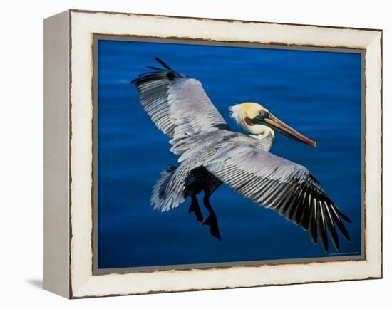 Male Brown Pelican in Breeding Plumage, Mexico-Charles Sleicher-Framed Premier Image Canvas