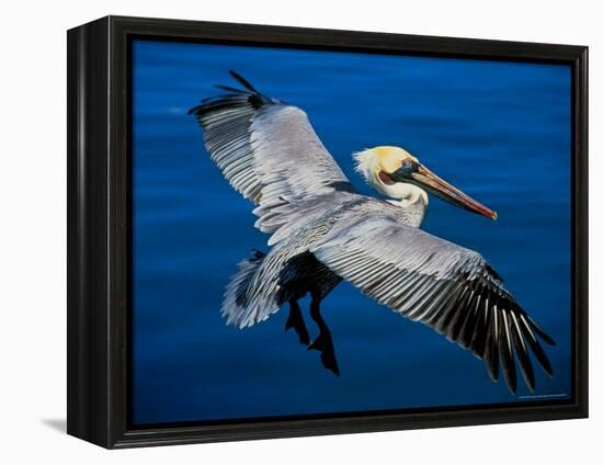 Male Brown Pelican in Breeding Plumage, Mexico-Charles Sleicher-Framed Premier Image Canvas