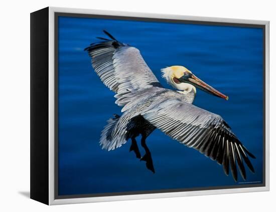 Male Brown Pelican in Breeding Plumage, Mexico-Charles Sleicher-Framed Premier Image Canvas