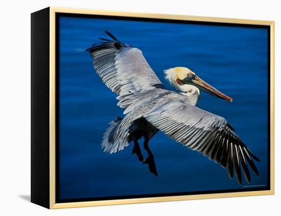 Male Brown Pelican in Breeding Plumage, Mexico-Charles Sleicher-Framed Premier Image Canvas