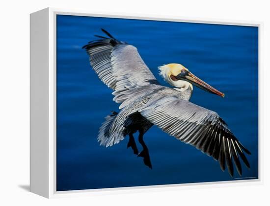 Male Brown Pelican in Breeding Plumage, Mexico-Charles Sleicher-Framed Premier Image Canvas