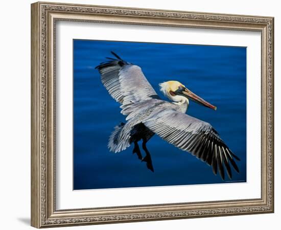 Male Brown Pelican in Breeding Plumage, Mexico-Charles Sleicher-Framed Photographic Print