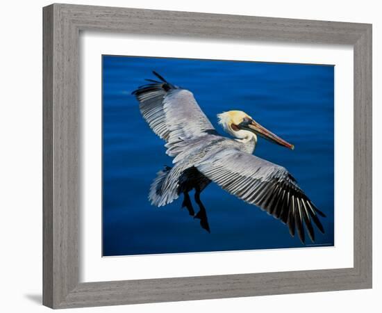 Male Brown Pelican in Breeding Plumage, Mexico-Charles Sleicher-Framed Photographic Print