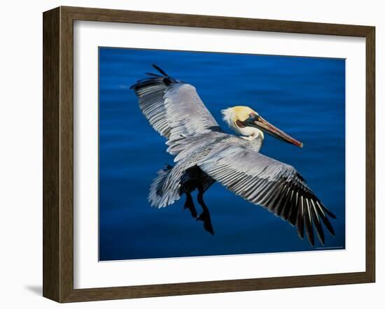 Male Brown Pelican in Breeding Plumage, Mexico-Charles Sleicher-Framed Photographic Print