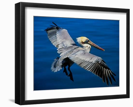 Male Brown Pelican in Breeding Plumage, Mexico-Charles Sleicher-Framed Photographic Print