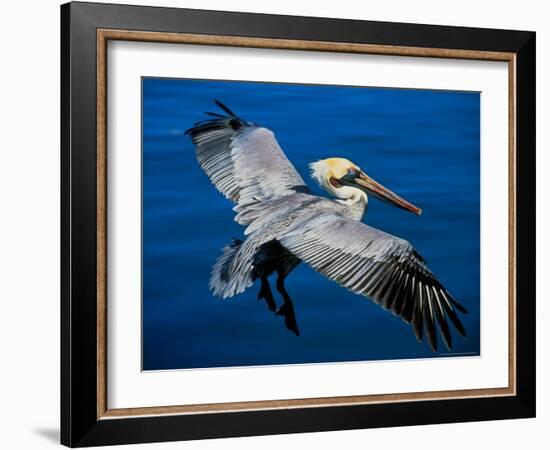 Male Brown Pelican in Breeding Plumage, Mexico-Charles Sleicher-Framed Photographic Print