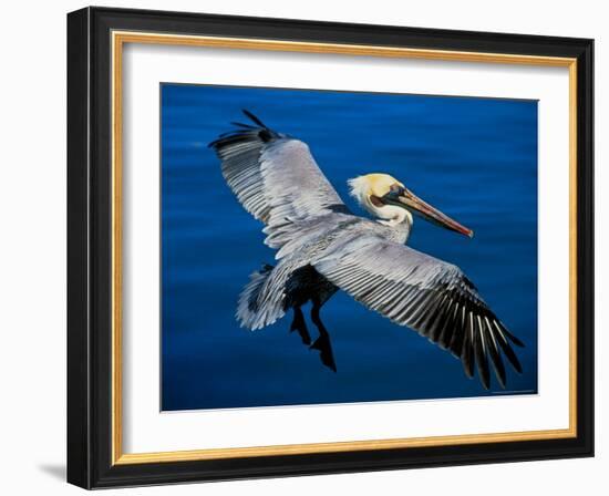 Male Brown Pelican in Breeding Plumage, Mexico-Charles Sleicher-Framed Photographic Print