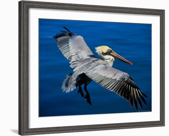 Male Brown Pelican in Breeding Plumage, Mexico-Charles Sleicher-Framed Photographic Print