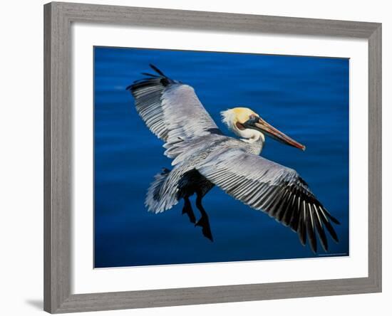 Male Brown Pelican in Breeding Plumage, Mexico-Charles Sleicher-Framed Photographic Print