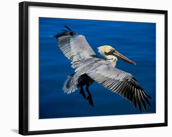 Male Brown Pelican in Breeding Plumage, Mexico-Charles Sleicher-Framed Photographic Print