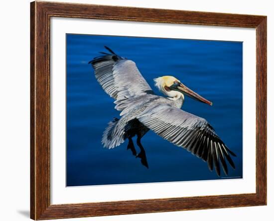 Male Brown Pelican in Breeding Plumage, Mexico-Charles Sleicher-Framed Photographic Print