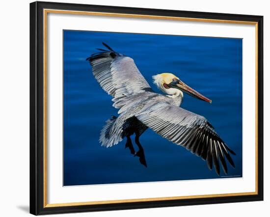 Male Brown Pelican in Breeding Plumage, Mexico-Charles Sleicher-Framed Photographic Print