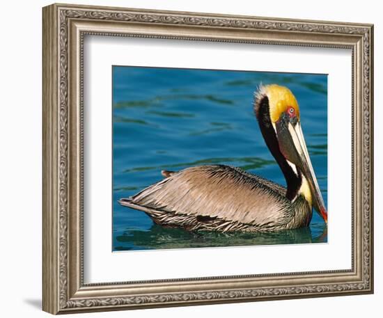 Male Brown Pelican in Breeding Plumage, Mexico-Charles Sleicher-Framed Photographic Print