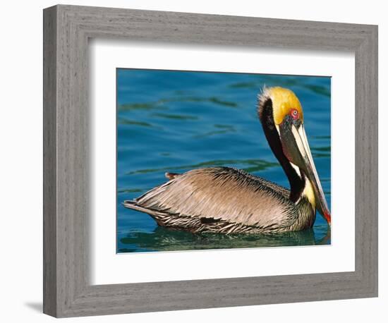 Male Brown Pelican in Breeding Plumage, Mexico-Charles Sleicher-Framed Photographic Print