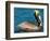 Male Brown Pelican in Breeding Plumage, Mexico-Charles Sleicher-Framed Photographic Print