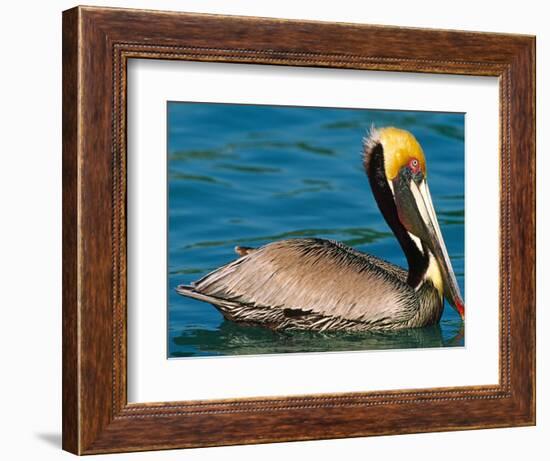 Male Brown Pelican in Breeding Plumage, Mexico-Charles Sleicher-Framed Photographic Print