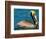 Male Brown Pelican in Breeding Plumage, Mexico-Charles Sleicher-Framed Photographic Print