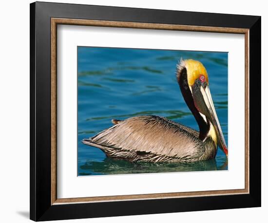 Male Brown Pelican in Breeding Plumage, Mexico-Charles Sleicher-Framed Photographic Print