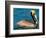 Male Brown Pelican in Breeding Plumage, Mexico-Charles Sleicher-Framed Photographic Print