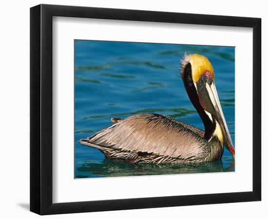 Male Brown Pelican in Breeding Plumage, Mexico-Charles Sleicher-Framed Photographic Print