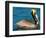 Male Brown Pelican in Breeding Plumage, Mexico-Charles Sleicher-Framed Photographic Print