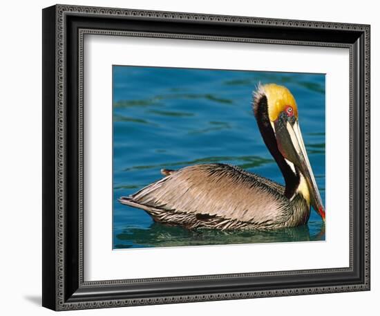 Male Brown Pelican in Breeding Plumage, Mexico-Charles Sleicher-Framed Photographic Print